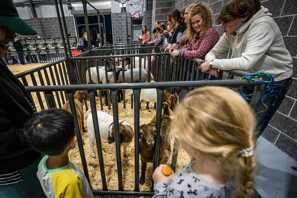 Northwest student Andrew Stewart stands at the left as goats peered through their pen at children during the Block and Bridle Little National Western livestock show. (Photo by Todd Weddle/Northwest Missouri State University) 